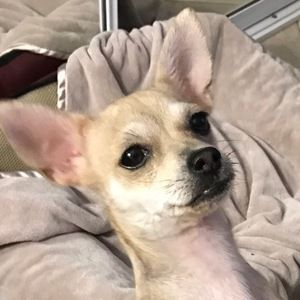 Meet your Posher, Viv